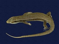 藏品(長尾南蜥)的圖片